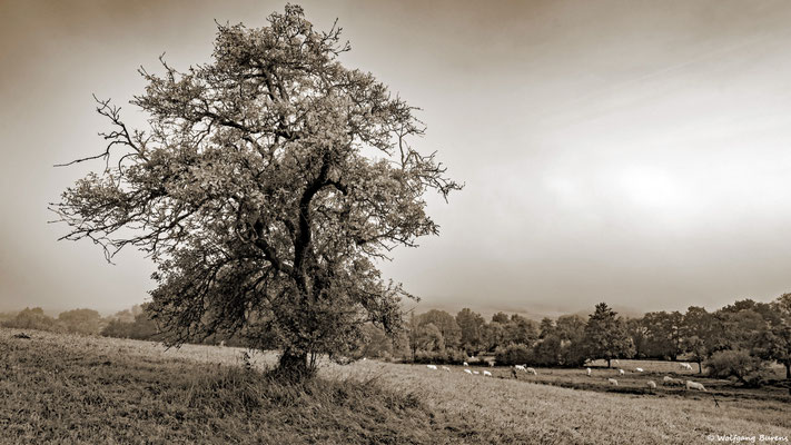 am Kleinen Saynbach bei Helferskirchen, 02.09.2023