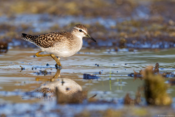 Bruchwasserläufer