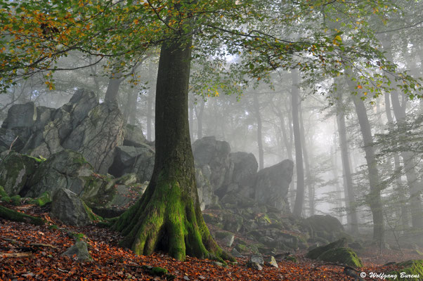 Malberg