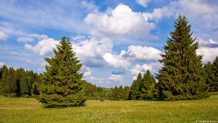 Fuchskaute, 13.06.2015