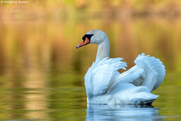 Höckerschwan
