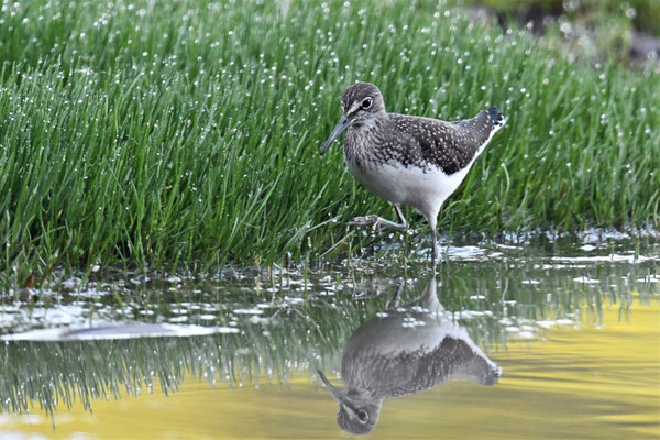 Waldwasserläufer