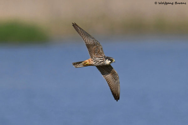 Baumfalke