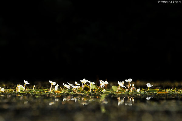 Froschbiss, Hausweiher