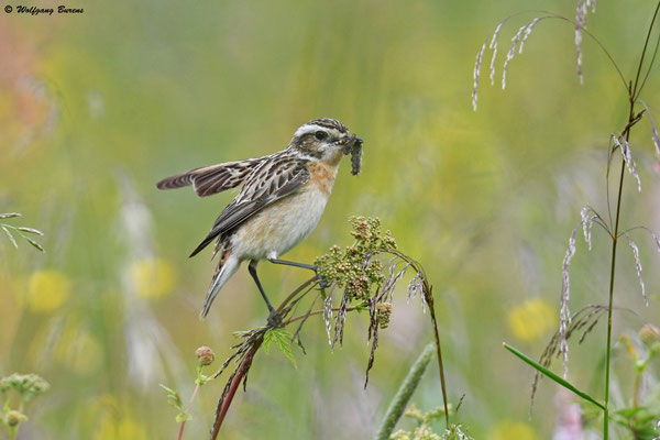 "Saxicola rubetra" Whinchat "Tarabilla norteña" "Tarier des prés" Stiaccino  Paapje Buskskvätta Westerwald "Hoher Westerwald" Westerwaldkreis Rheinland-Pfalz
