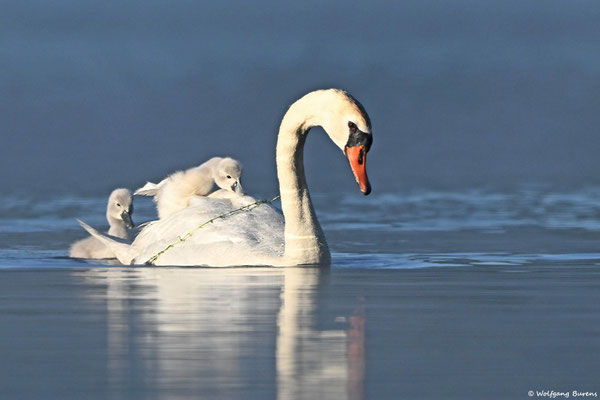 Höckerschwan mit Jungen