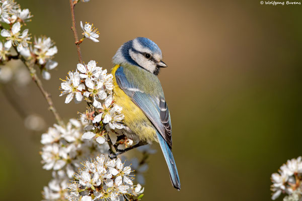 Blaumeise