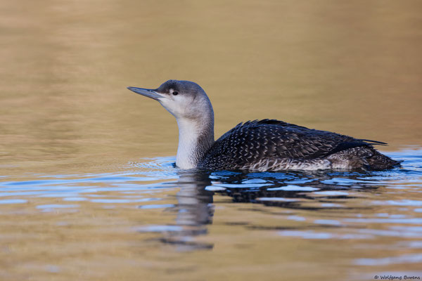 Sterntaucher