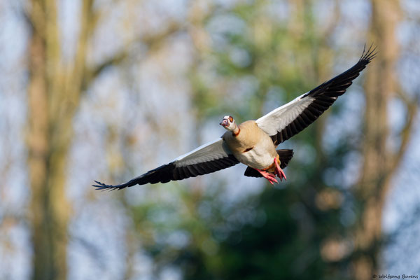 Nilgans