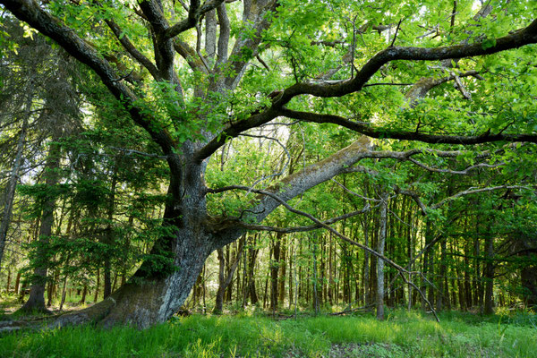 "Weiherwächter", 01.06.2020