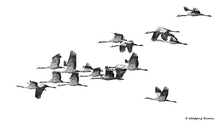 "Startformation!", Kraniche