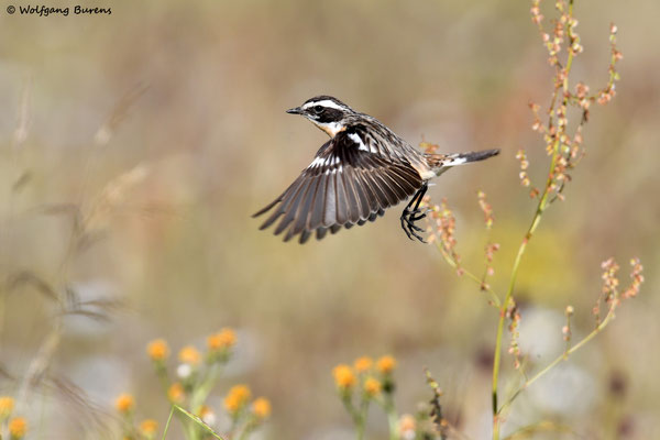 "Saxicola rubetra" Whinchat "Tarabilla norteña" "Tarier des prés" Stiaccino  Paapje Buskskvätta Westerwald "Hoher Westerwald" Westerwaldkreis Rheinland-Pfalz