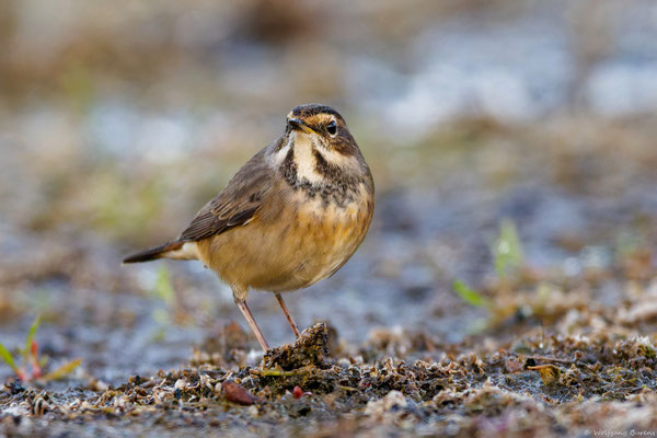 Blaukehlchen