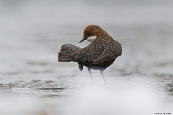 Wasseramsel