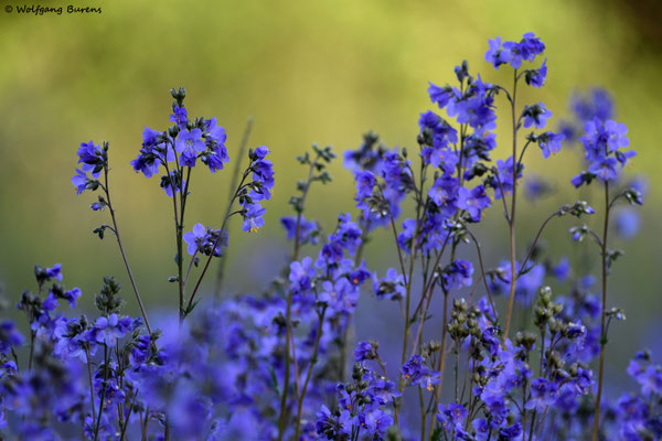 Blaue Himmelsleiter