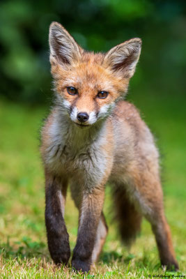 junger Rotfuchs