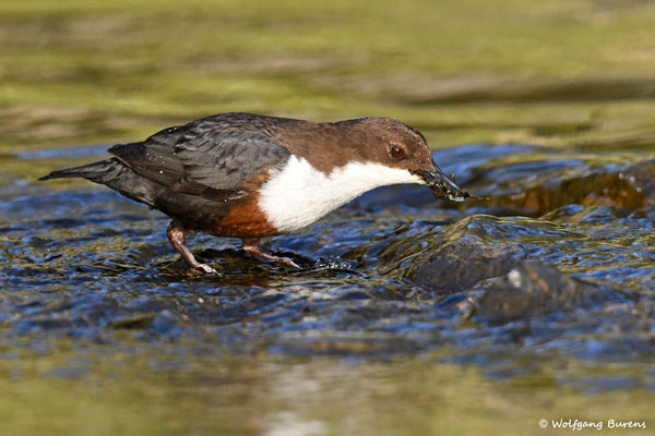 Wasseramsel, Große Nister