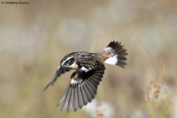 "Saxicola rubetra" Whinchat "Tarabilla norteña" "Tarier des prés" Stiaccino  Paapje Buskskvätta Westerwald "Hoher Westerwald" Westerwaldkreis Rheinland-Pfalz