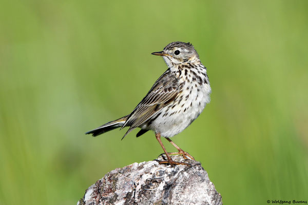 Wiesenpieper