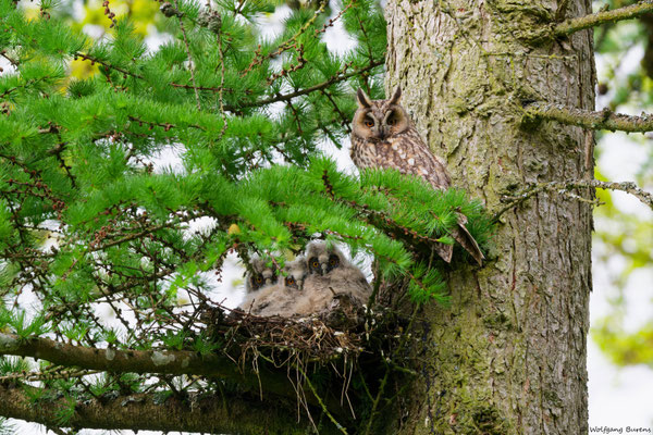 Waldohreulen-Familie