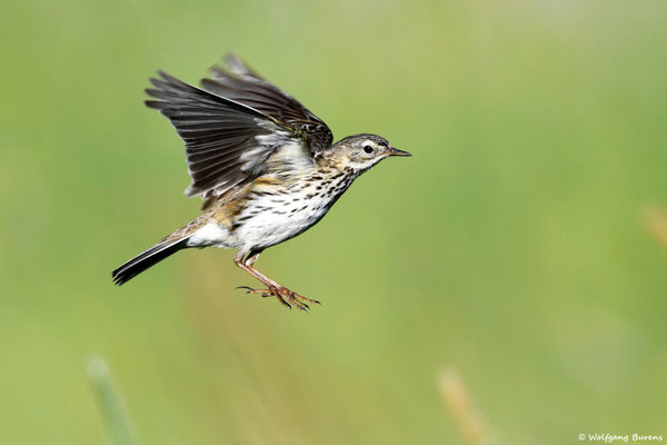 Wiesenpieper
