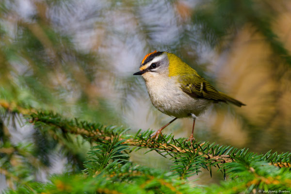 Sommergoldhähnchen