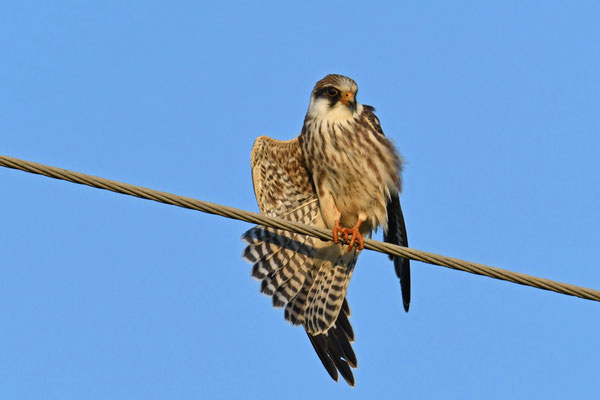 Rotfußfalke