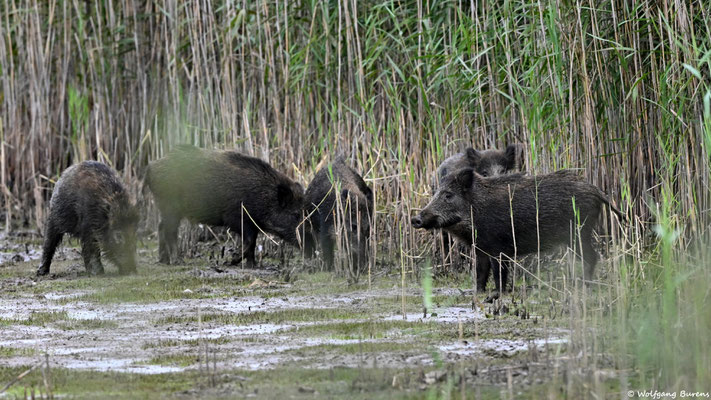Wildschweine am Schilf