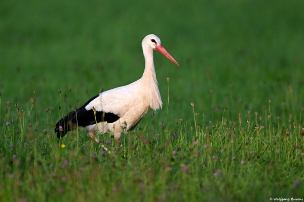 Weißstorch