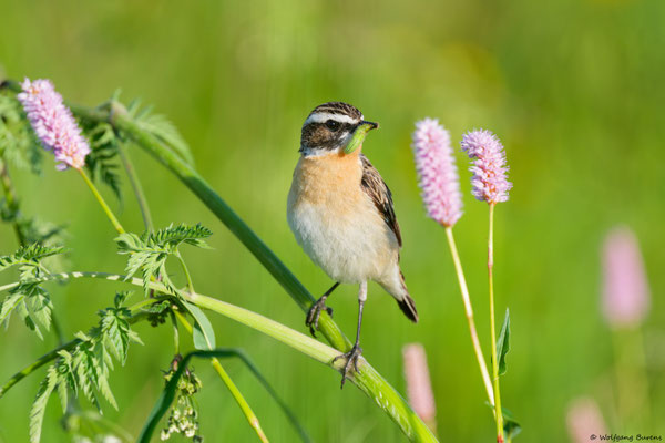 "Saxicola rubetra" Whinchat "Tarabilla norteña" "Tarier des prés" Stiaccino  Paapje Buskskvätta Westerwald "Hoher Westerwald" Westerwaldkreis Rheinland-Pfalz