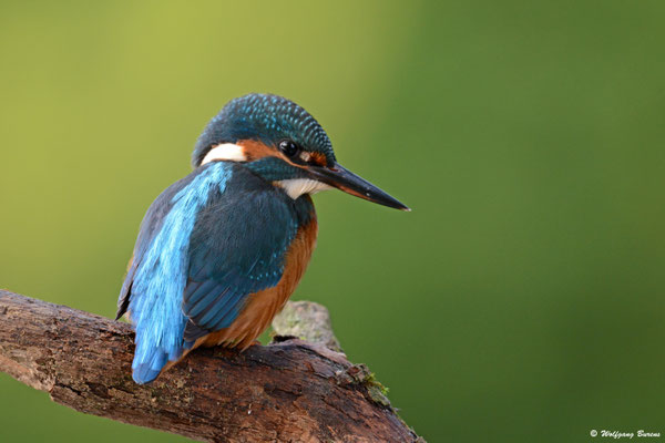 Eisvogel