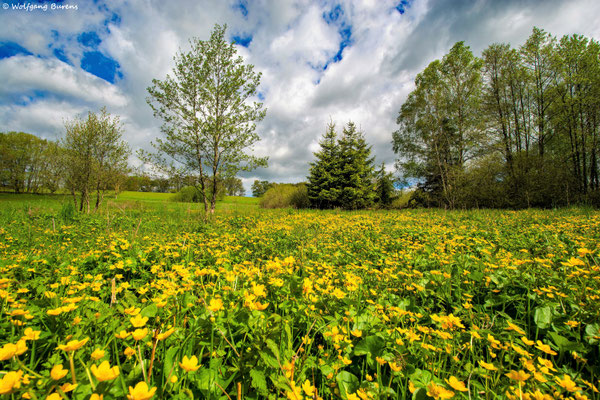 Sumpfdotterblumenwiese im Oberhahn