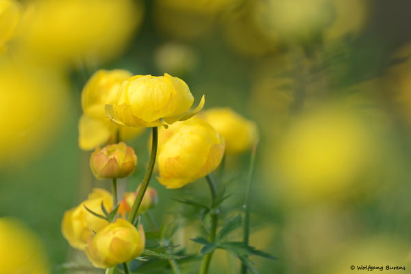 Trollblume