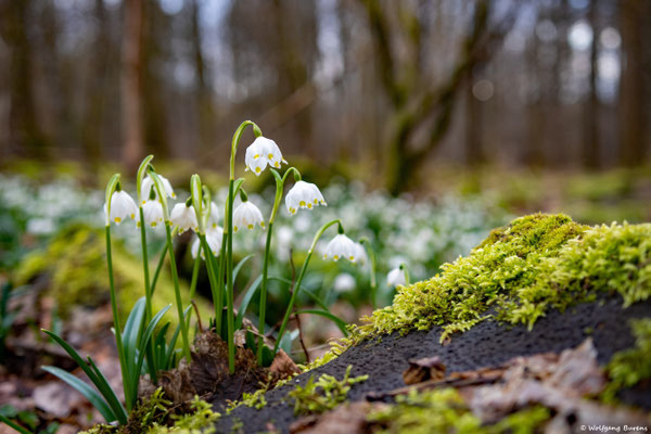 Märzenbecherwald, Hoher Westerwald