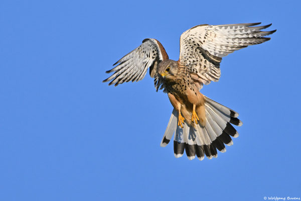 Turmfalke