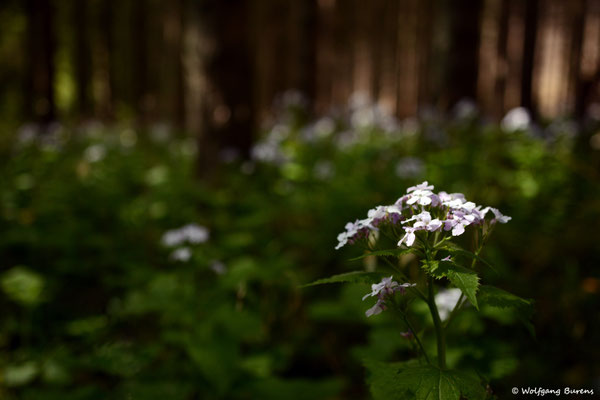Mondviolenwald, Große Nister