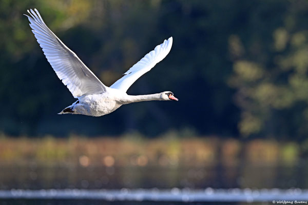 Höckerschwan