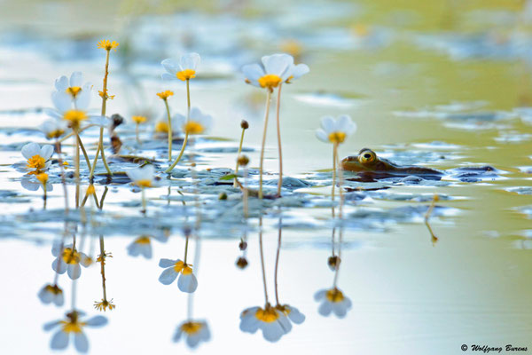 Grünfrosch im Wasser-Hahnenfuß