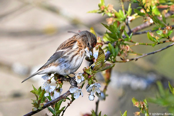 Alpenbirkenzeisig mit Kirschblüten