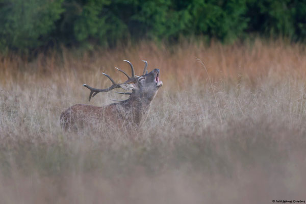 "RrooaarR"