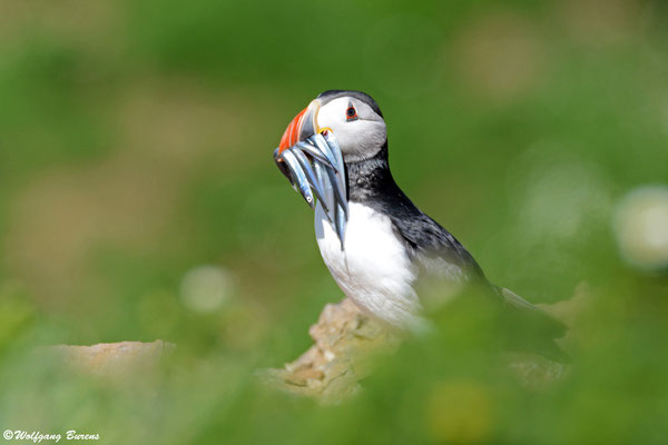 Papageitaucher, Skomer Island
