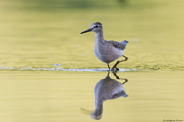 Bruchwasserläufer