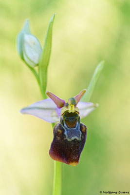 Ophrys spec., Rhein
