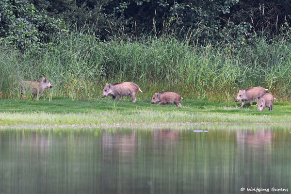 junge Wildschweine
