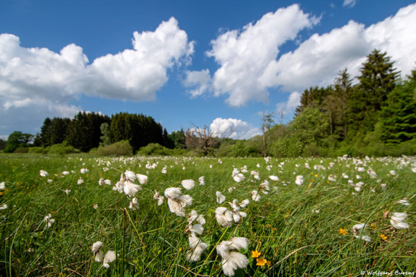 Wollgraswiesen, 27.05.2022