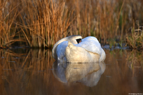 schlafender Höckerschwan