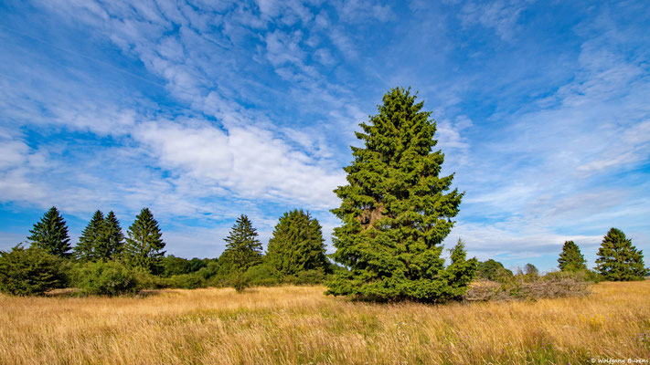 sommerliche Huteweide, 14.07.2023