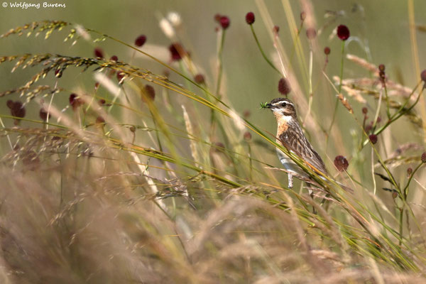 "Saxicola rubetra" Whinchat "Tarabilla norteña" "Tarier des prés" Stiaccino  Paapje Buskskvätta Westerwald "Hoher Westerwald" Westerwaldkreis Rheinland-Pfalz