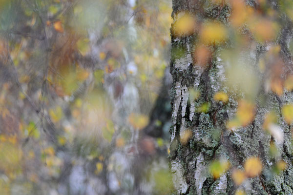 Herbstkonfetti