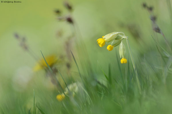Frülings-Schlüsselblume